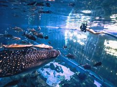 -成都浩海立方海洋公园