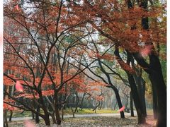 -上海共青森林公园