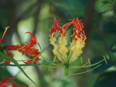-中国科学院西双版纳热带植物园