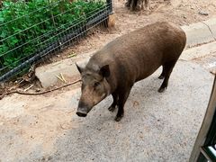 -清迈夜间动物园