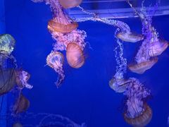 -海合安武汉极地海洋公园