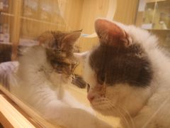 -屋虎猫馆(宝安大仟里店)