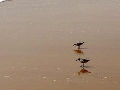 -普陀山风景名胜区-千步大沙