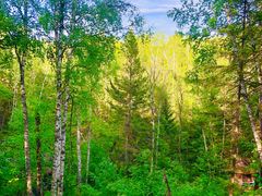 -峡谷浮石林景区