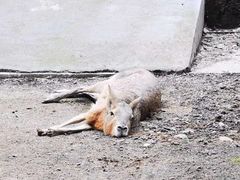 -合肥野生动物园