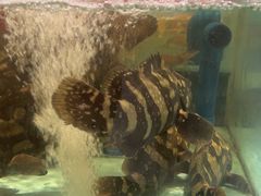 -阿伟海鲜楼·福建菜(延寿店)