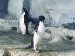 -珠海长隆海洋王国