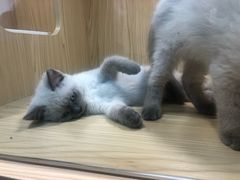 -屋虎猫馆(宝安大仟里店)