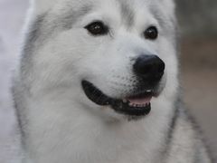-TrueLove @ Neverland (Husky Cafe)