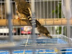 -百好乐宠物友好餐厅(朝外大街店)