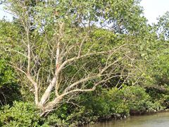 -东寨港红树林旅游区