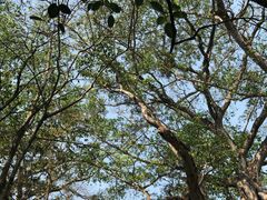 -瑞丽独树成林风景区