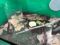 -上海大自然野生昆虫馆(东方明珠·爬宠昆虫探索中心)