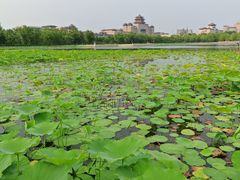 -莲花池公园
