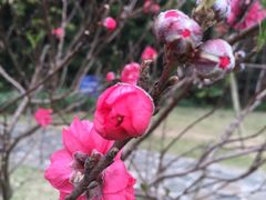 -南国桃园旅游度假区