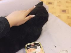 -MOYOYO猫咪咖啡店