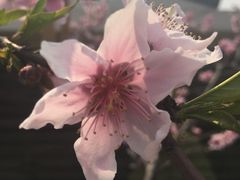 -田园东方蜜桃村的田野营地