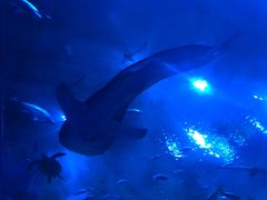 -成都浩海立方海洋公园