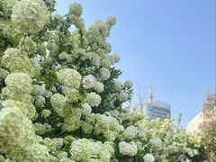 -桐乡植物园