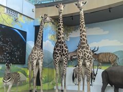 -陕西自然博物馆