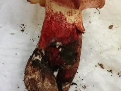 见手青-菌之家·专业纯野生菌火锅·特色炒菌