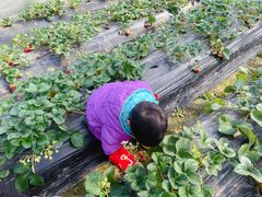 -胜丰草莓采摘园