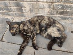 -长春观