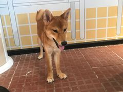 -柴犬高等学院·狗咖·柴犬售卖·宠物训练