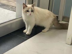-纳吉亚猫专科动物诊疗中心(蒋宅口分院)