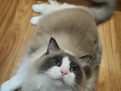 -MOCHA明星猫咖(田子坊店)