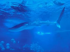 -烟台海昌鲸鲨海洋公园