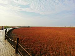 -红海滩国家风景廊道