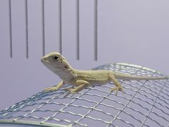 -酷以爬仙阁实体爬宠店·守宫·蜥蜴·专业繁育