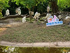 -广州长隆飞鸟乐园