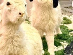 -郭靖·烤全羊·内蒙菜·烧烤(望京旗舰店)