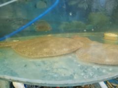 -鑫渔港海鲜本地菜·山海关浑锅(东戴河店)