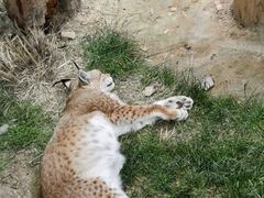 -青藏高原野生动物园