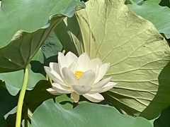 -成都南湖公园
