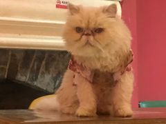-猫色咖啡·猫咖