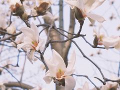 -梅花山(明孝陵内)