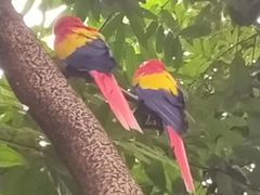-新加坡飞禽公园