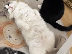 -有喵·猫咖·狗咖·30几只猫10只小狗(岗厦店)
