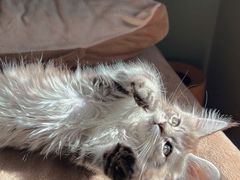 -momokira米努特·德文卷毛猫·棉花面纱犬