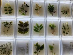 -广东中医药博物馆