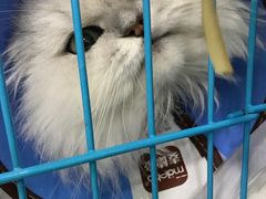 复查中的17-菲丽丝宠物医院·24小时·猫科中心·免疫点(淮海分院)