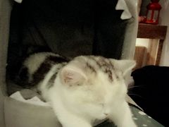 -吉丁鸟咖·异宠·寄养