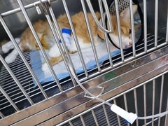 -荔康动物医院(康王北路店)