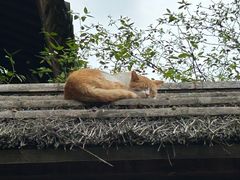 -龙华寺