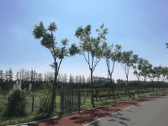 -上海长兴岛郊野公园