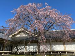 -醍醐寺